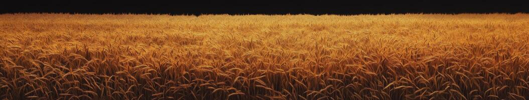 Golden wheat field during sunset in rural landscape photo