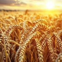 Wheat field glowing in sunset light with golden shafts of grain photo