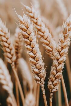 Close-up of ripe wheat ears in a golden field during summer photo