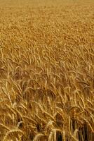Golden wheat field under a clear sky during harvest season photo