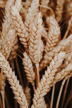Close-up of ripened wheat ears in a golden field at harvest time photo