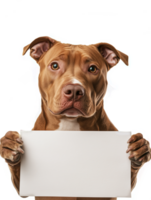 American Pit Bull Terrier dog on a background of isolated white holds a rectangular piece of paper in its paws png