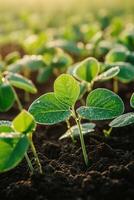 Soybean seedlings thriving in a sunlit field during springtime photo