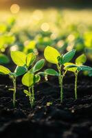 Soybean seedlings growing in a sunlit field at dawn photo