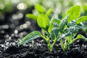 Soybean seedlings growing in a field on a sunny day photo