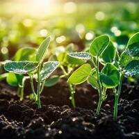 Soybean seedlings thriving in rich soil under morning sunlight photo