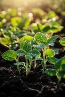 Soybean seedlings developing in a sunlit field at dawn photo