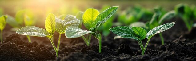 Soybean seedlings thriving in a sunlit field during spring photo