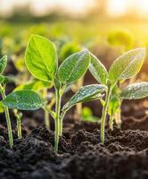 Soybean seedlings emerging in a field during golden hour photo