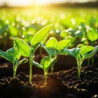 Soybean seedlings growing in a field at sunrise photo