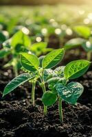 Soybean seedlings growing in a sunlit field during springtime photo