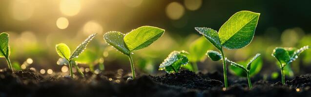Soybean seedlings thriving in a sunlit field at dawn photo