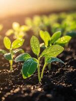 Soybean seedlings thriving in a sunlit field photo
