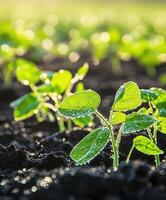Soybean seedlings emerging in a sunlit field after rain photo
