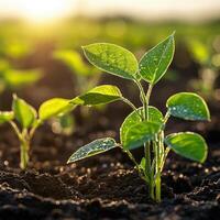 Soybean seedlings growing in a field at sunrise photo
