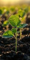 Soybean seedlings growing in a field at sunrise photo