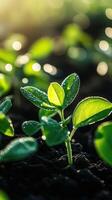Soybean seedlings emerging in a field during early morning light photo