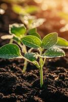 Soybean seedlings thriving in fertile soil at sunrise photo