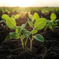 Soybean seedlings thriving in a field under sunlight in spring photo