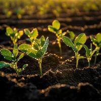 Soybean seedlings thriving in a field during golden hour photo