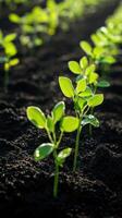 Young soybean seedlings growing in rich soil under sunlight photo