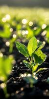Soybean seedlings emerging in a sunlit agricultural field at dawn photo
