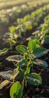 Soybean seedlings thriving in morning light in a farm field photo