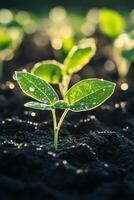 Soybean seedlings growing in a field with morning dew photo