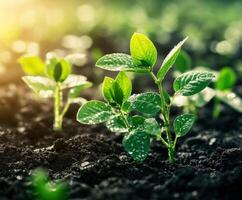 Soybean seedlings emerging in a sunny field during springtime photo