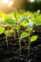 Soybean seedlings growing vigorously in a sunlit field photo
