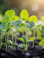 Soybean seedlings emerge in a sunny field during springtime photo