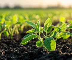 Young soybean seedlings thriving in a sunlit field during spring photo