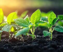 Soybean seedlings thriving in a sunlit field after rainfall photo