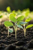 Soybean seedlings emerging in a field during early morning light photo