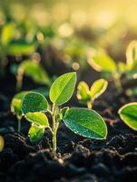 Soybean seedlings growing in a field during the early morning sun photo