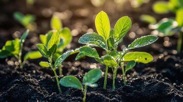 Soybean seedlings growing in a sunny field during early spring photo