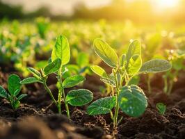 Soybean seedlings thriving in a sunlit field during early growth stage photo