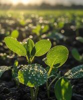 Soybean seedlings growing in a sunlit field in early morning photo