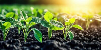 Soybean seedlings thrive in a sunlit field during spring growth photo