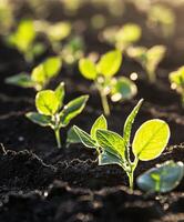 Soybean seedlings emerging in a sunlit field during early growth photo