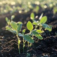 Soybean seedlings growing in a sunlit field during spring photo