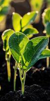 Soybean seedlings growing in sunlight on a field in spring photo