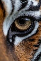 Close-up of a tiger's eye highlighting intricate details photo