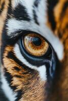 Close-up of a tiger's eye showcasing intricate patterns and colors photo