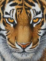 Close-up view of a tiger's eye showcasing its striking details photo