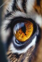 Close-up view of a tiger's eye showing intricate patterns and colors photo
