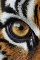 Close-up of a tiger's striking amber eye in natural habitat photo