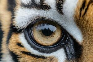 Close-up of a tiger's striking eye showcasing intricate patterns photo