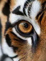 Close-up of a tiger's striking amber eye in natural habitat photo
