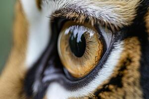 Close-up of a tiger's eye showcasing intricate details and reflections photo